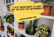 7-Best-Houseplants-to-Grow-That-Will-Help-the-Environment