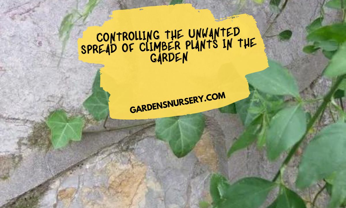 Controlling the Unwanted Spread of Climber Plants in the Garden