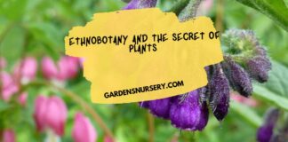 Ethnobotany and The Secret of Plants