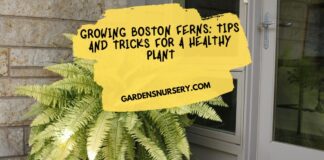 Growing Boston Ferns Tips and Tricks for a Healthy Plant