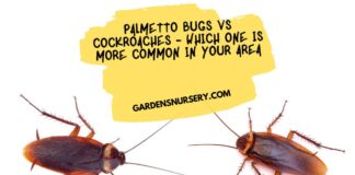 Palmetto Bugs vs Cockroaches - Which One is More Common in Your Area