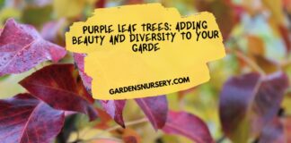 Purple Leaf Trees Adding Beauty and Diversity to Your Garden