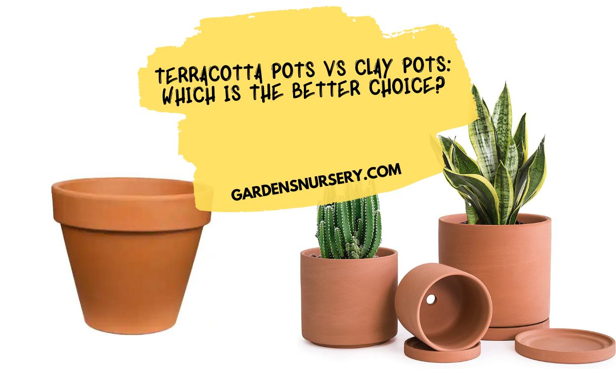 Terracotta Pots vs Clay Pots Which is the Better Choice