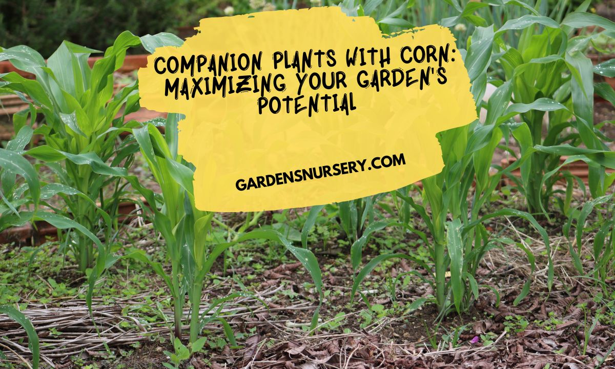 Companion Plants with Corn Maximizing Your Garden's Potential