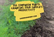 Dill Companion Plants Enhancing Your Garden's Productivity
