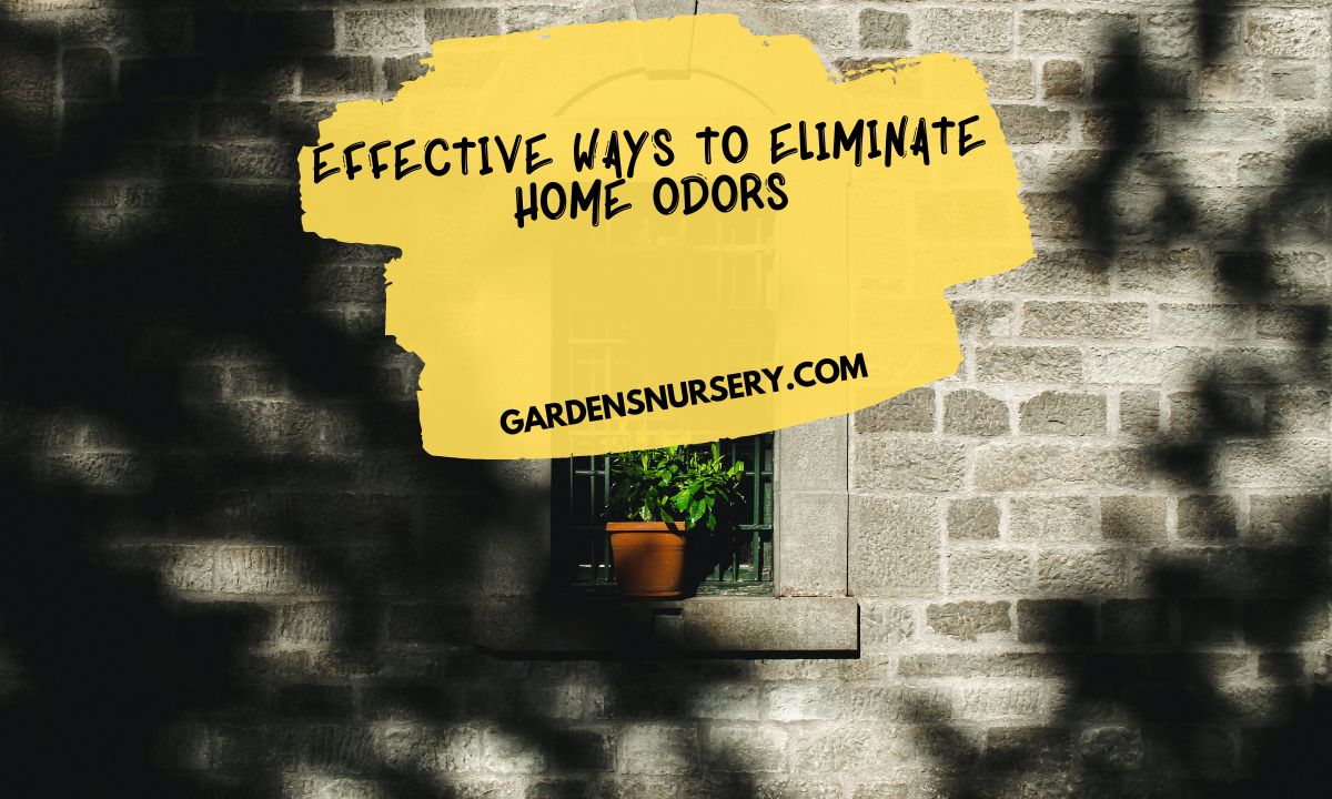 Effective Ways to Eliminate Home Odors