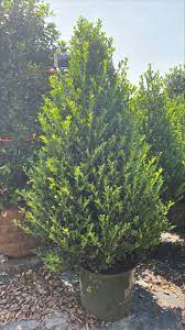 Emerald Colonnade Holly The Perfect Evergreen for Your Landscape