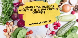 Exploring the Bountiful Delights of In-Season Fruits in California