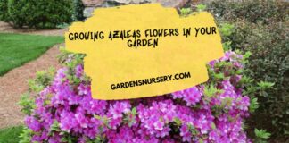 Growing Azaleas Flowers In Your Garden
