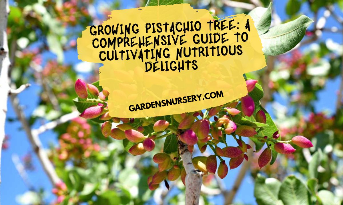 Growing Pistachio Tree A Comprehensive Guide to Cultivating Nutritious Delights