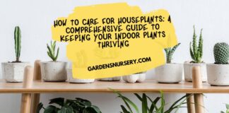 How-to-Care-for-Houseplants-A-Comprehensive-Guide-to-Keeping-Your-Indoor-Plants-Thriving