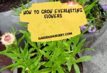 How to Grow Everlasting Flowers