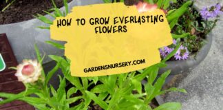 How to Grow Everlasting Flowers