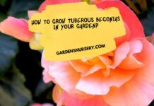 How to Grow Tuberous Begonias in Your Garden
