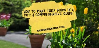 How to Plant Tulip Bulbs in a Pot A Comprehensive Guide