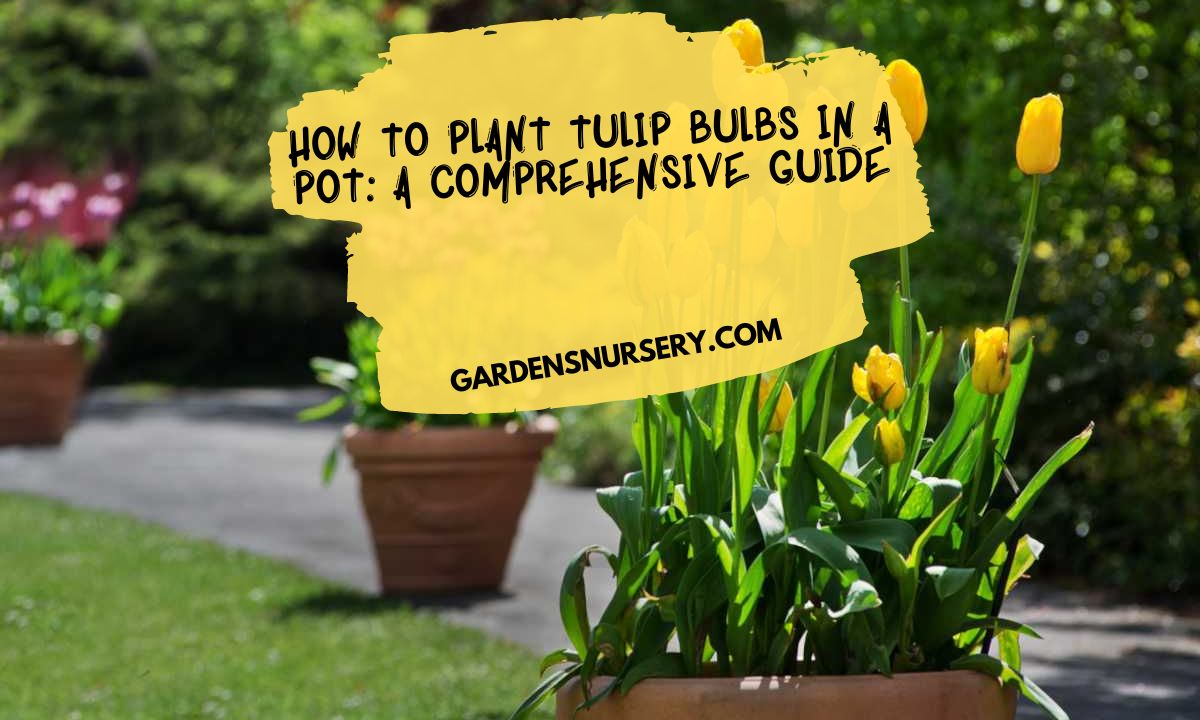 How to Plant Tulip Bulbs in a Pot A Comprehensive Guide