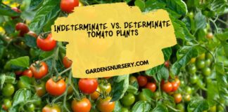 Indeterminate vs. Determinate Tomato Plants Understanding the Differences and Choosing the Right Variety for Your Garden
