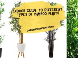 Indoor Guide to Different Types of Bamboo Plants