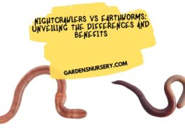Nightcrawlers vs Earthworms Unveiling the Differences and Benefits