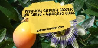Passiflora Caerulea Growing and Caring - Gardening Guide