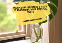 Propagating Monstera A Guide to Multiplying Your Monstera Plants