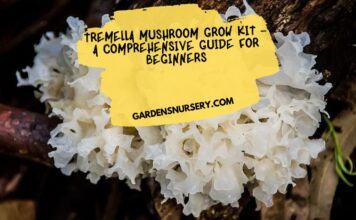 Tremella Mushroom Grow Kit – A Comprehensive Guide for Beginners