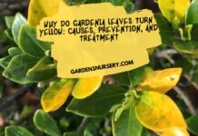 Why Do Gardenia Leaves Turn Yellow Causes, Prevention, and Treatment