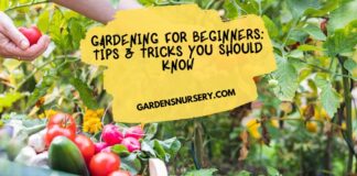 Gardening for Beginners Tips & Tricks You Should Know