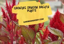 Growing Dragon Breath Plants