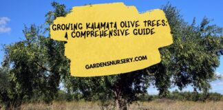 Growing Kalamata Olive Trees A Comprehensive Guide