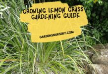 Growing Lemongrass - Gardening Guide