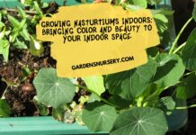 Growing Nasturtiums Indoors Bringing Color and Beauty to Your Indoor Space
