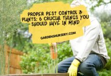 Proper Pest Control & Plants 6 Crucial Things You Should Have In Mind