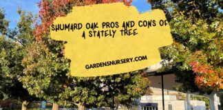 Shumard Oak Pros and Cons of a Stately Tree