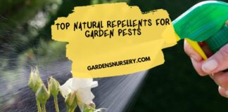Top Natural Repellents For Garden Pests