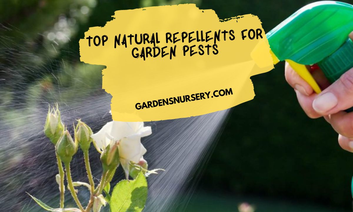 Top Natural Repellents For Garden Pests