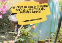 Watering of Roses Essential Tips for a Beautiful and Blooming Garden