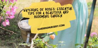 Watering of Roses Essential Tips for a Beautiful and Blooming Garden