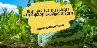 What Are The Different Watermelon Growing Stages