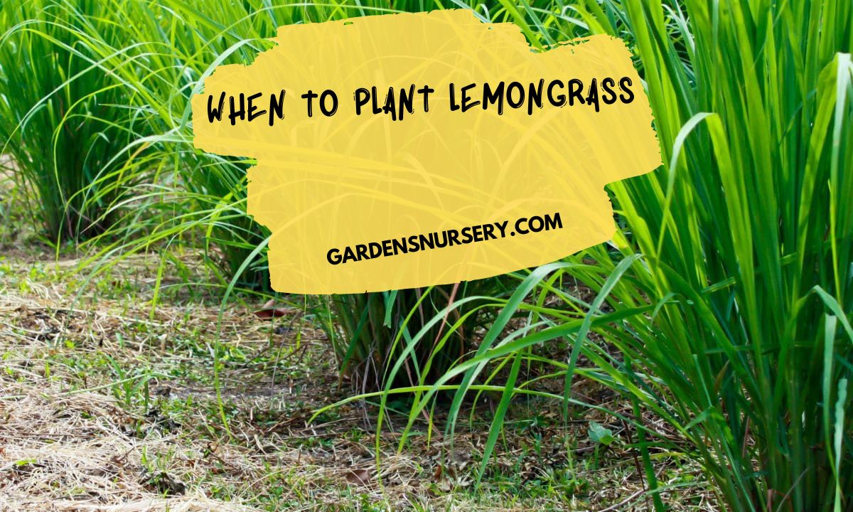 When to Plant Lemongrass