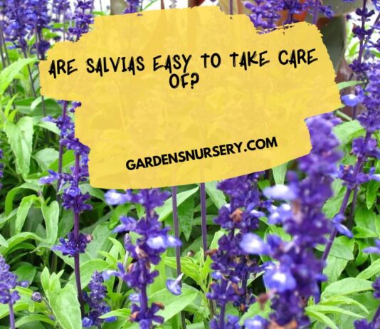 Are Salvias Easy to Take Care of