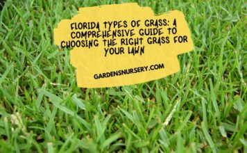 Florida Types of Grass A Comprehensive Guide to Choosing the Right Grass for Your Lawn