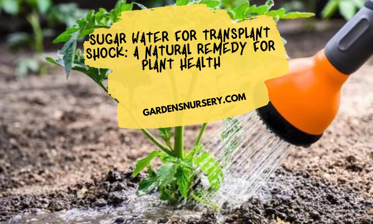 Sugar Water for Transplant Shock A Natural Remedy for Plant Health