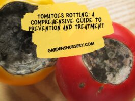 Tomatoes Rotting A Comprehensive Guide to Prevention and Treatment