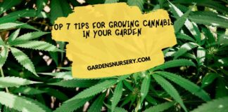 Top 7 Tips For Growing Cannabis In Your Garden