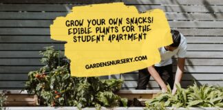 Grow Your Own Snacks! Edible Plants for the Student Apartment