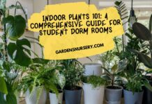 Indoor Plants 101 A Comprehensive Guide for Student Dorm Rooms