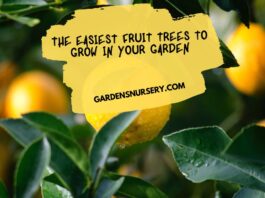 The Easiest Fruit Trees to Grow in Your Garden
