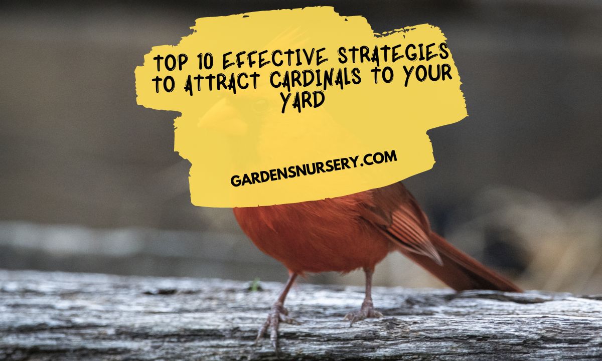 Top 10 Effective Strategies to Attract Cardinals to Your Yard
