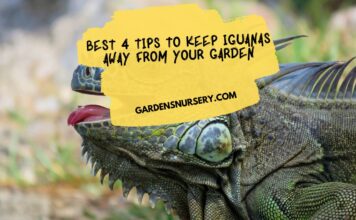Best 4 Tips to Keep Iguanas Away from Your Garden